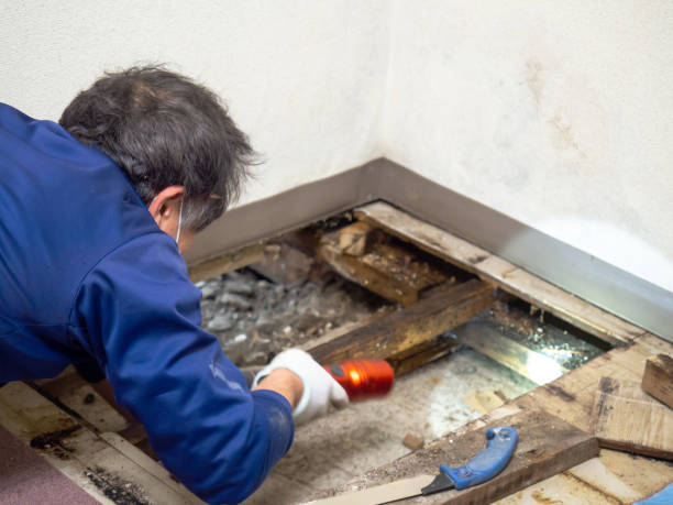 Best Mold Testing and Removal  in St Martinville, LA