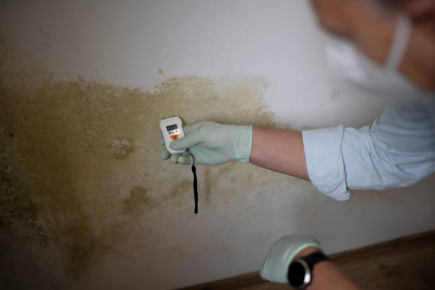 Mold Removal and Inspection in St Martinville, LA