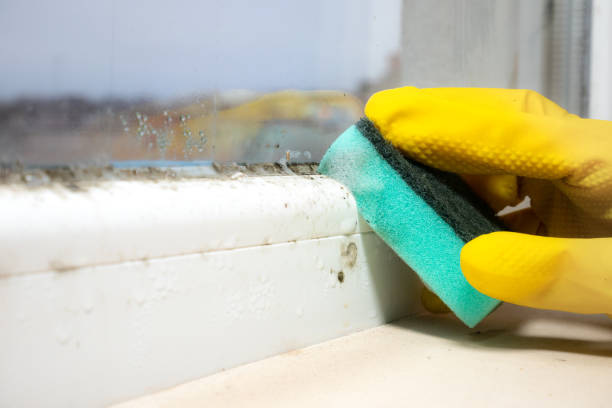 Best Mold Testing  in St Martinville, LA