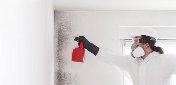 Best Toxic Mold Removal  in St Martinville, LA
