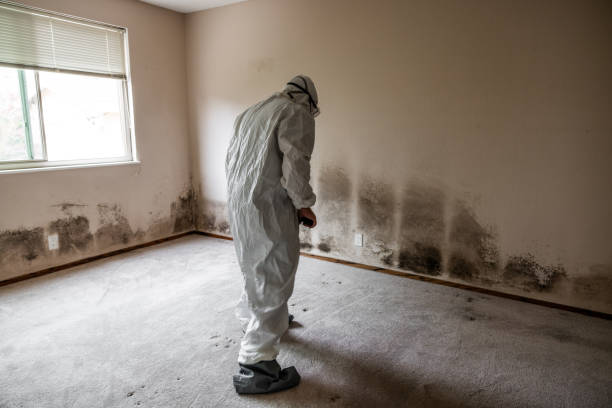Best Fast Mold Removal  in St Martinville, LA