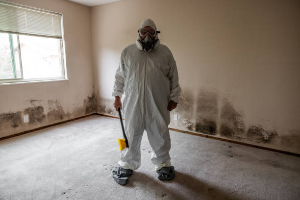 Best Local Mold Removal Service  in St Martinville, LA