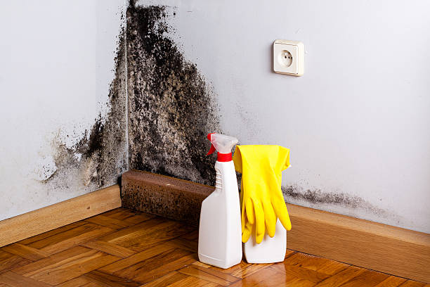Best Black Mold Removal  in St Martinville, LA