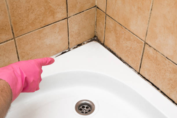 Best Crawl Space Mold Removal  in St Martinville, LA